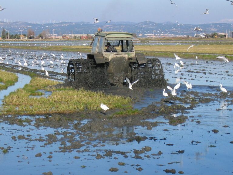 Pagesos treballant als camps d'arròs del Delta de l'Ebre, Catalunya — exemple de monocultiu de regadiu.