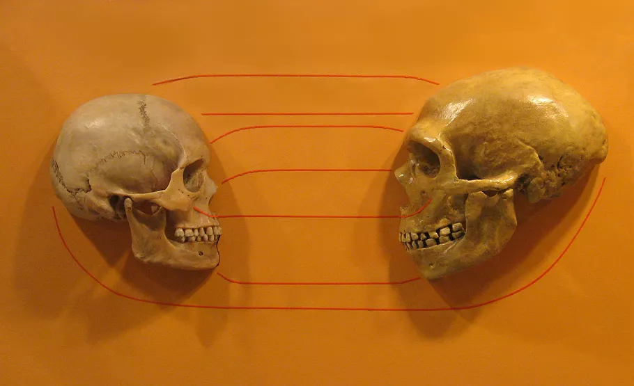 Comparació de cranis: Homo sapiens (esquerra) i Homo neanderthalensis (dreta). L'estudi de les restes òssies permet reconstruir l'evolució humana.